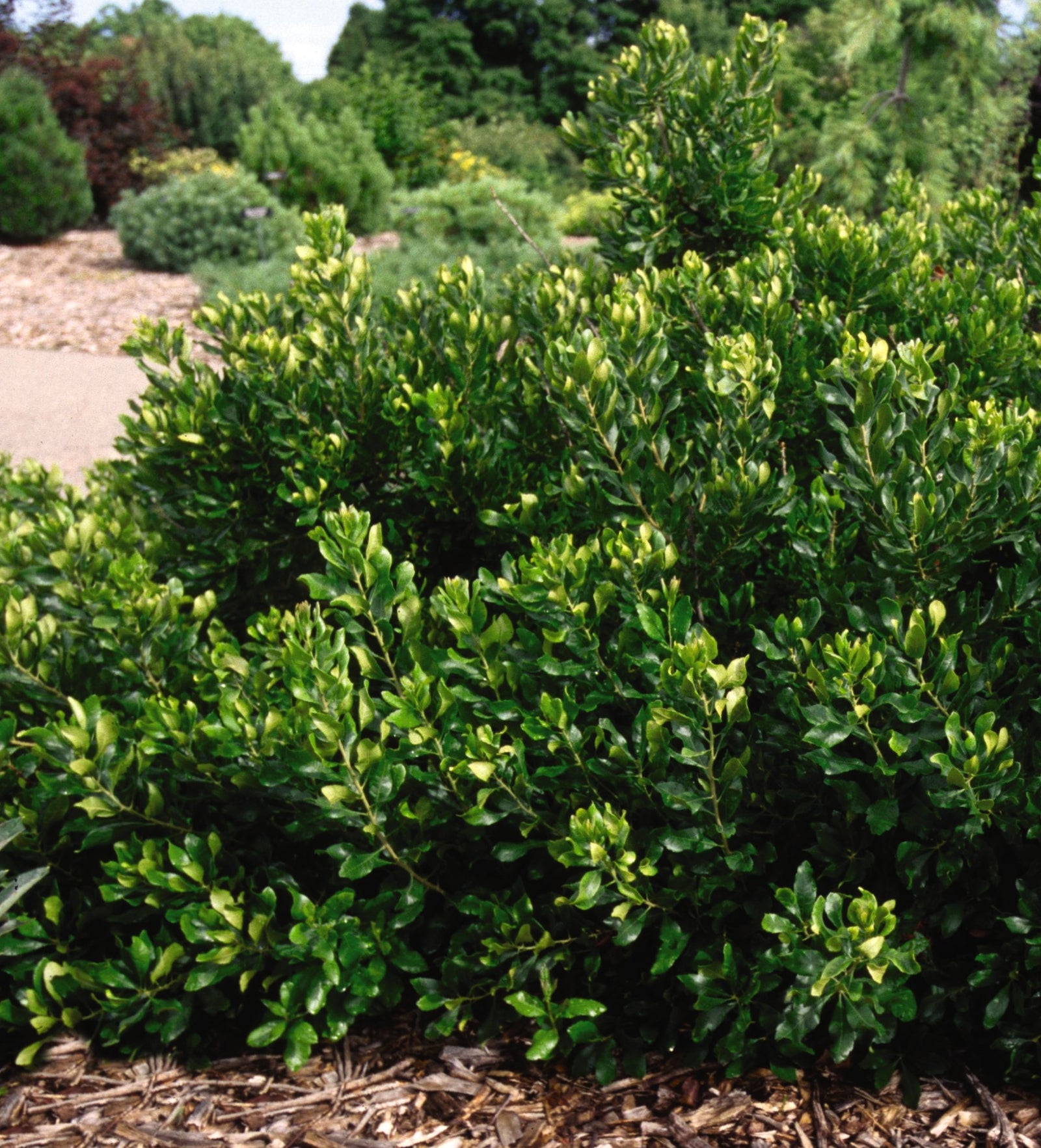 Myrica pensylvanica Bayberry