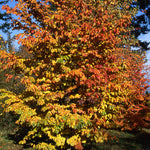 Parrotia persica Persian Ironwood