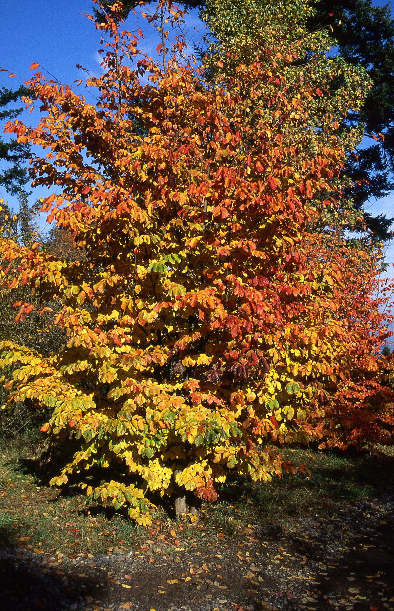 Parrotia persica Persian Ironwood