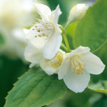 Philadelphus coronarius Aureus Golden Mockorange