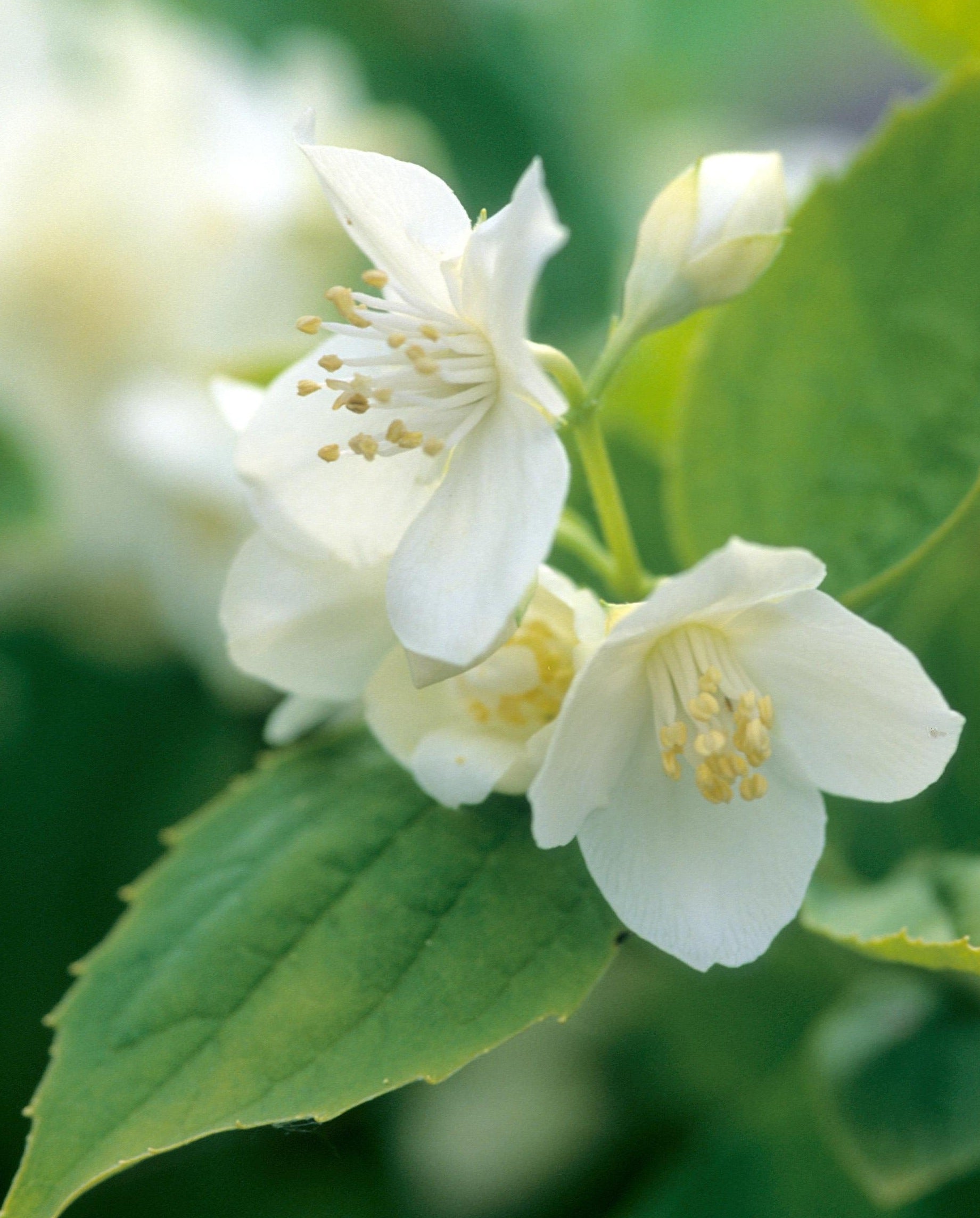 Philadelphus coronarius Aureus Golden Mockorange