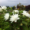 Philadelphus x Miniature Snowflake Miniature Snowflake Mockorange