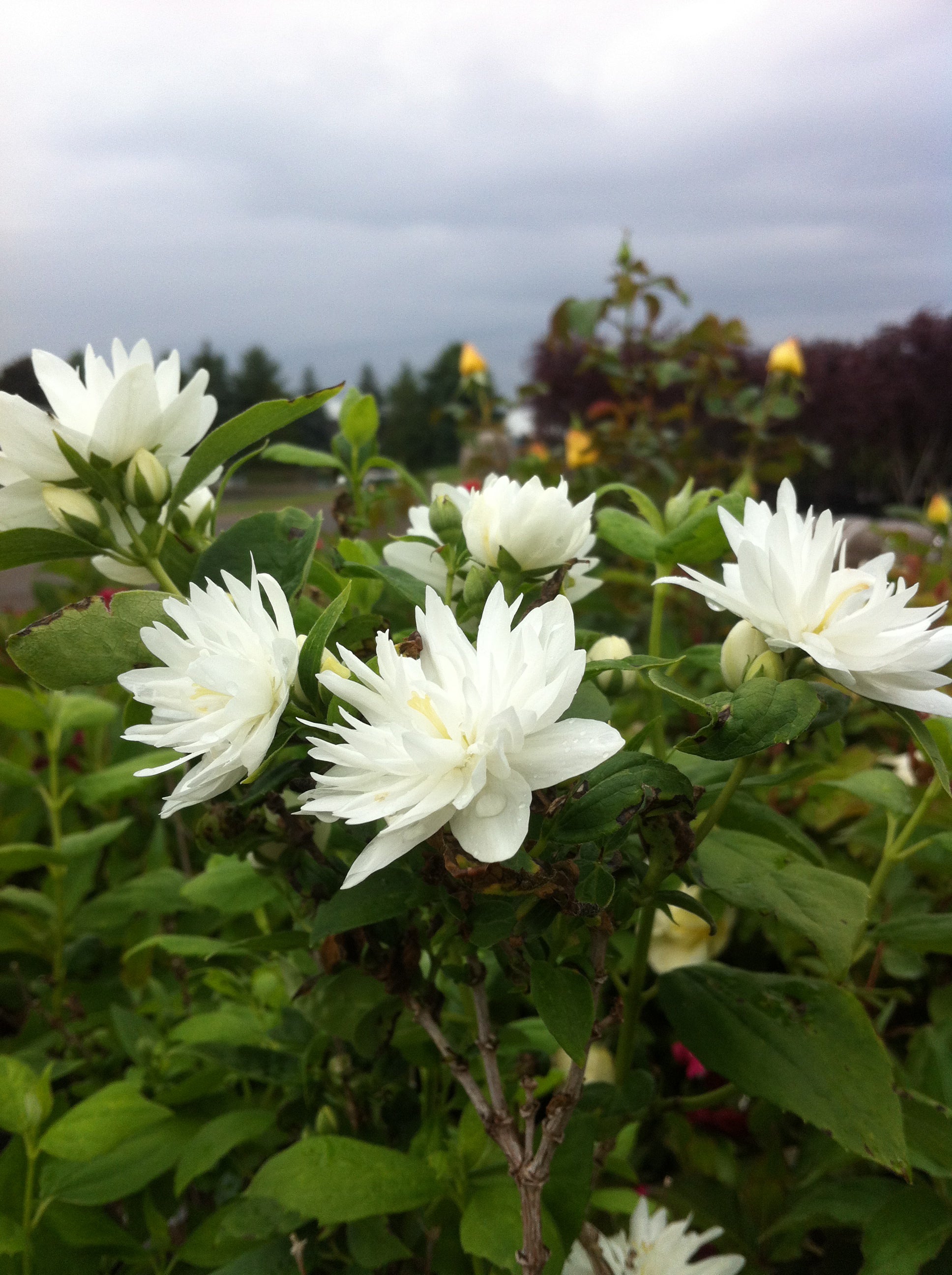 Philadelphus x Miniature Snowflake Miniature Snowflake Mockorange