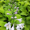 Hosta August Moon Plantain Lily