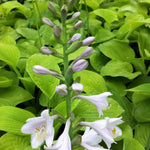 Hosta August Moon Plantain Lily