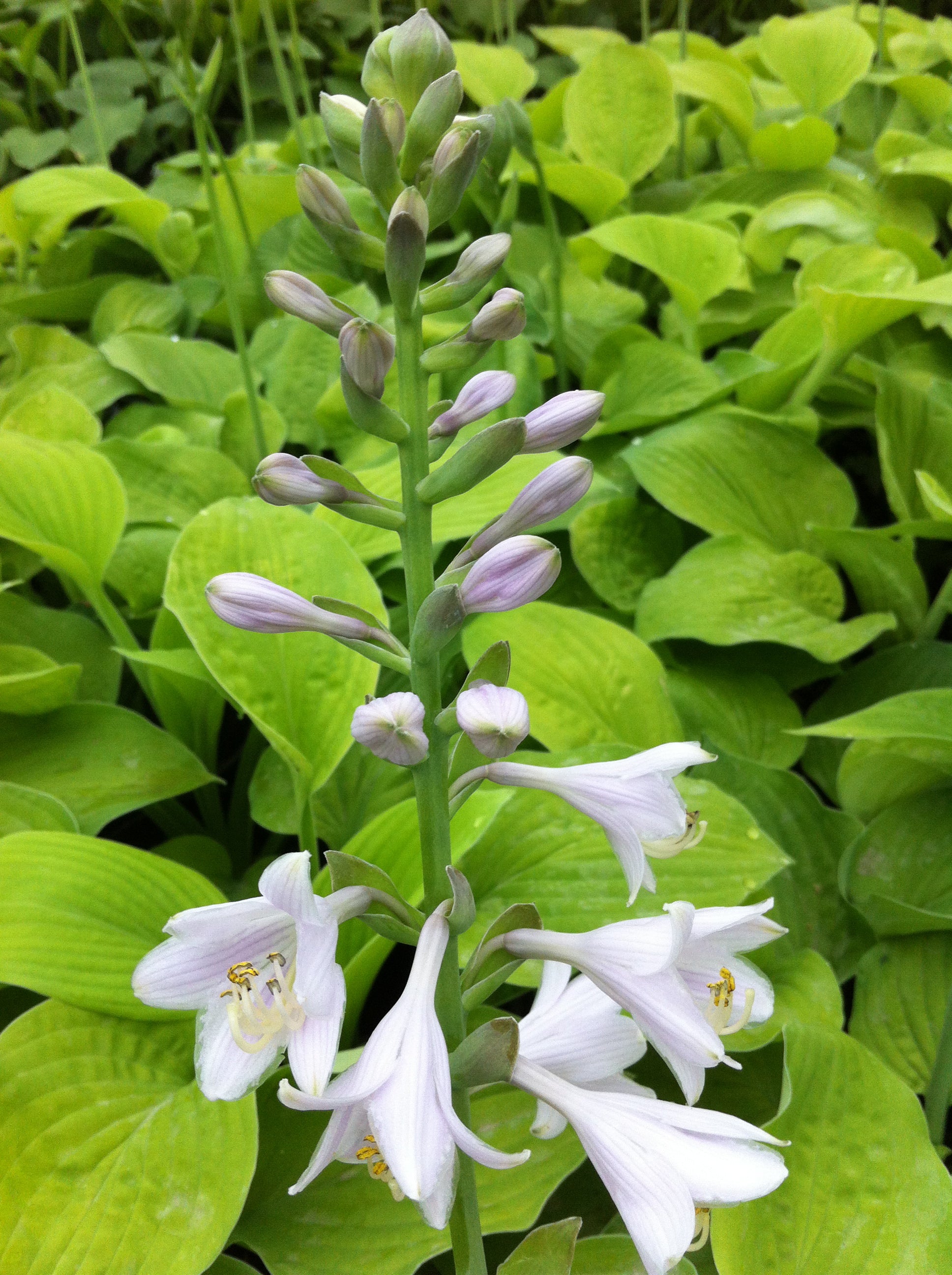 Hosta August Moon Plantain Lily