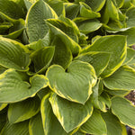 Hosta Fortunei Aureomarginata Plantain Lily