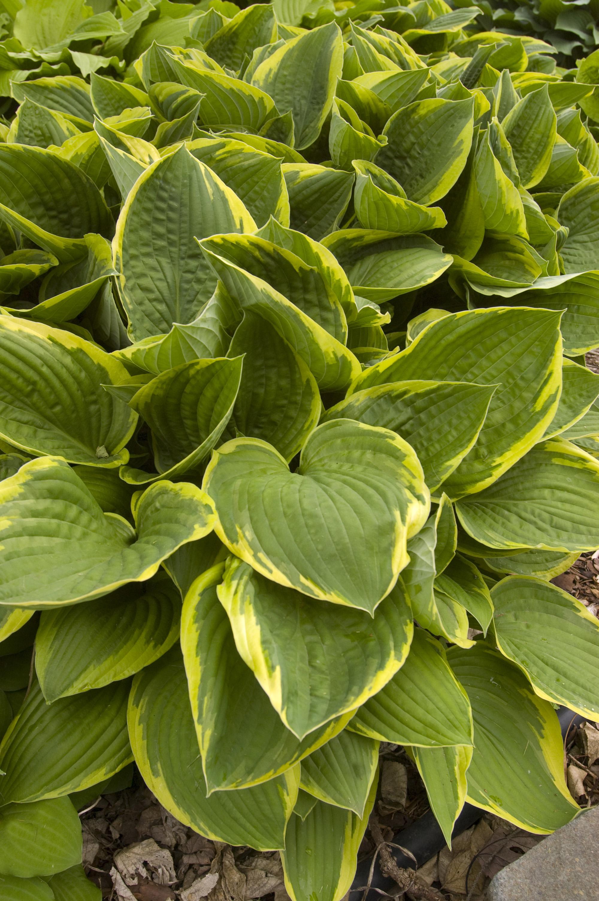 Hosta Fortunei Aureomarginata Plantain Lily