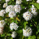 Physocarpus opulifolius Common Ninebark