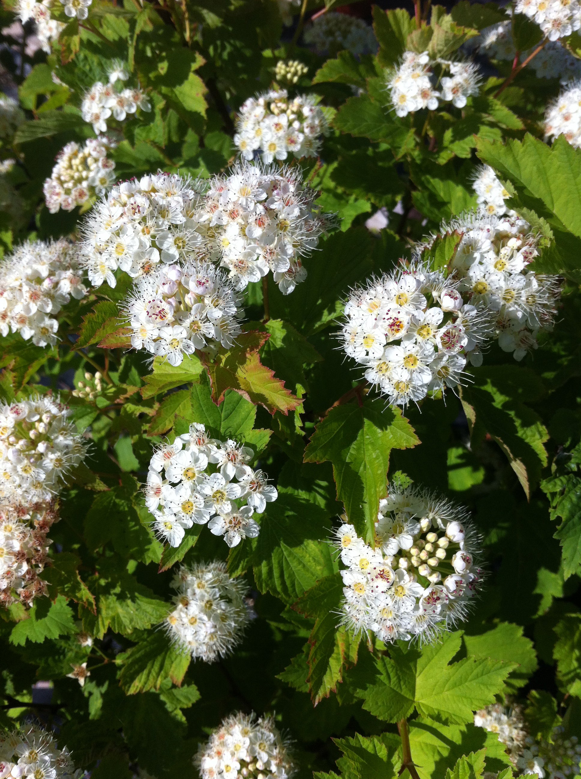 Physocarpus opulifolius Common Ninebark