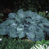 Hosta Blue Mammoth Plantain Lily