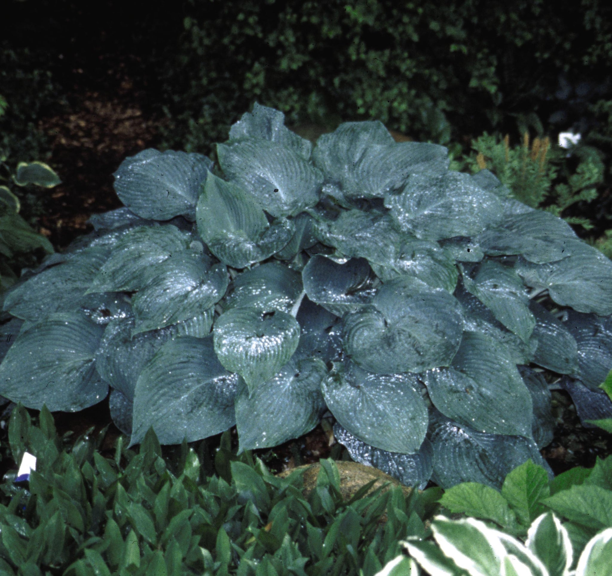 Hosta Blue Mammoth Plantain Lily