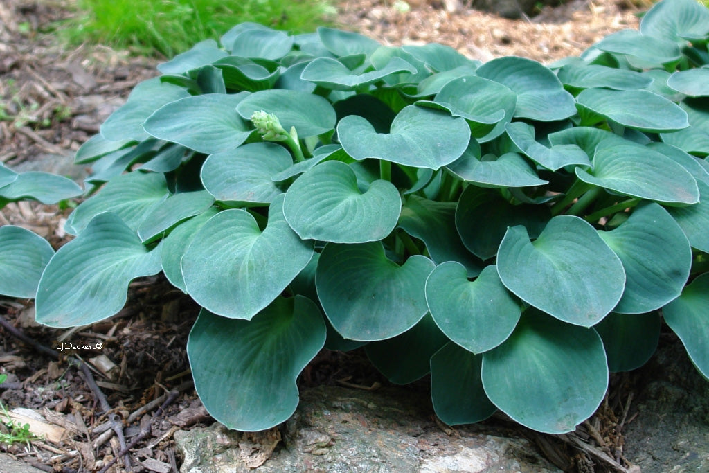 Hosta Blue Mouse Ears Plantain Lily