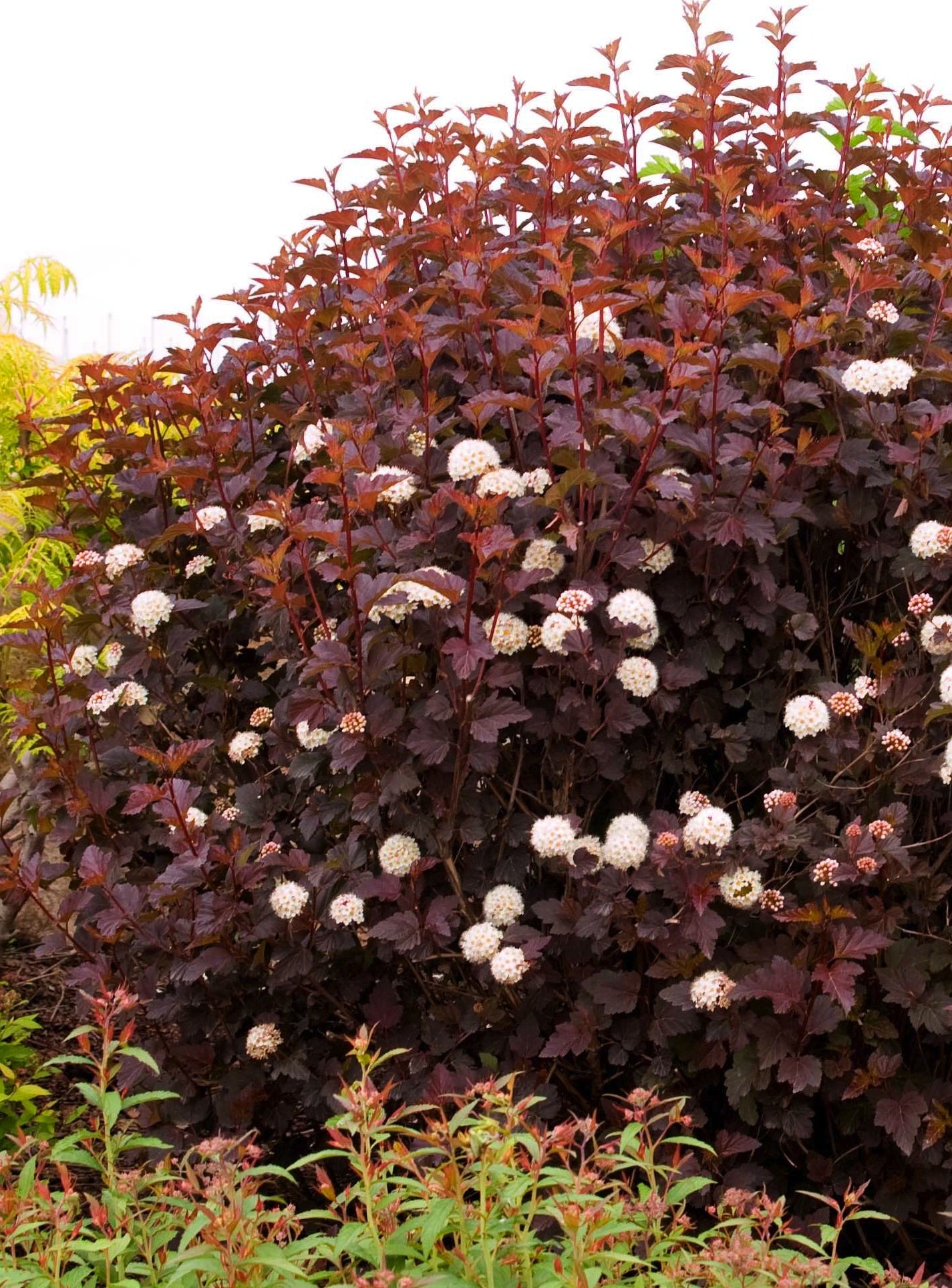 Physocarpus opulifolius Diabolo Monlo PP11211, CPBR2892, COPF Diabolo Ninebark