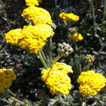 Achillea tomentosa Aurea Yarrow