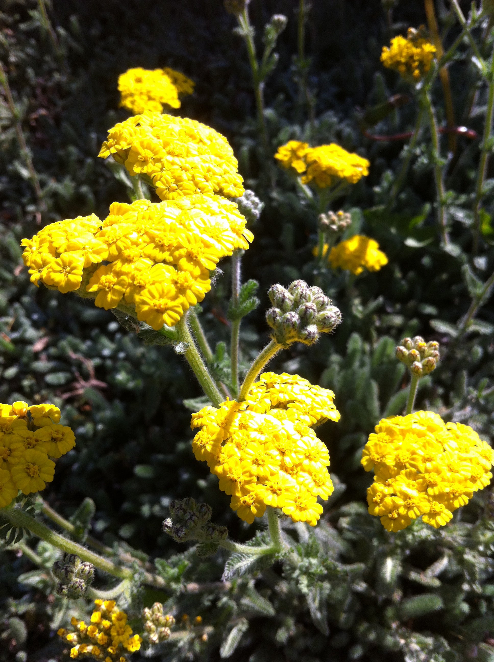 Achillea tomentosa Aurea Yarrow