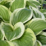 Hosta Diana Remembered Plantain Lily