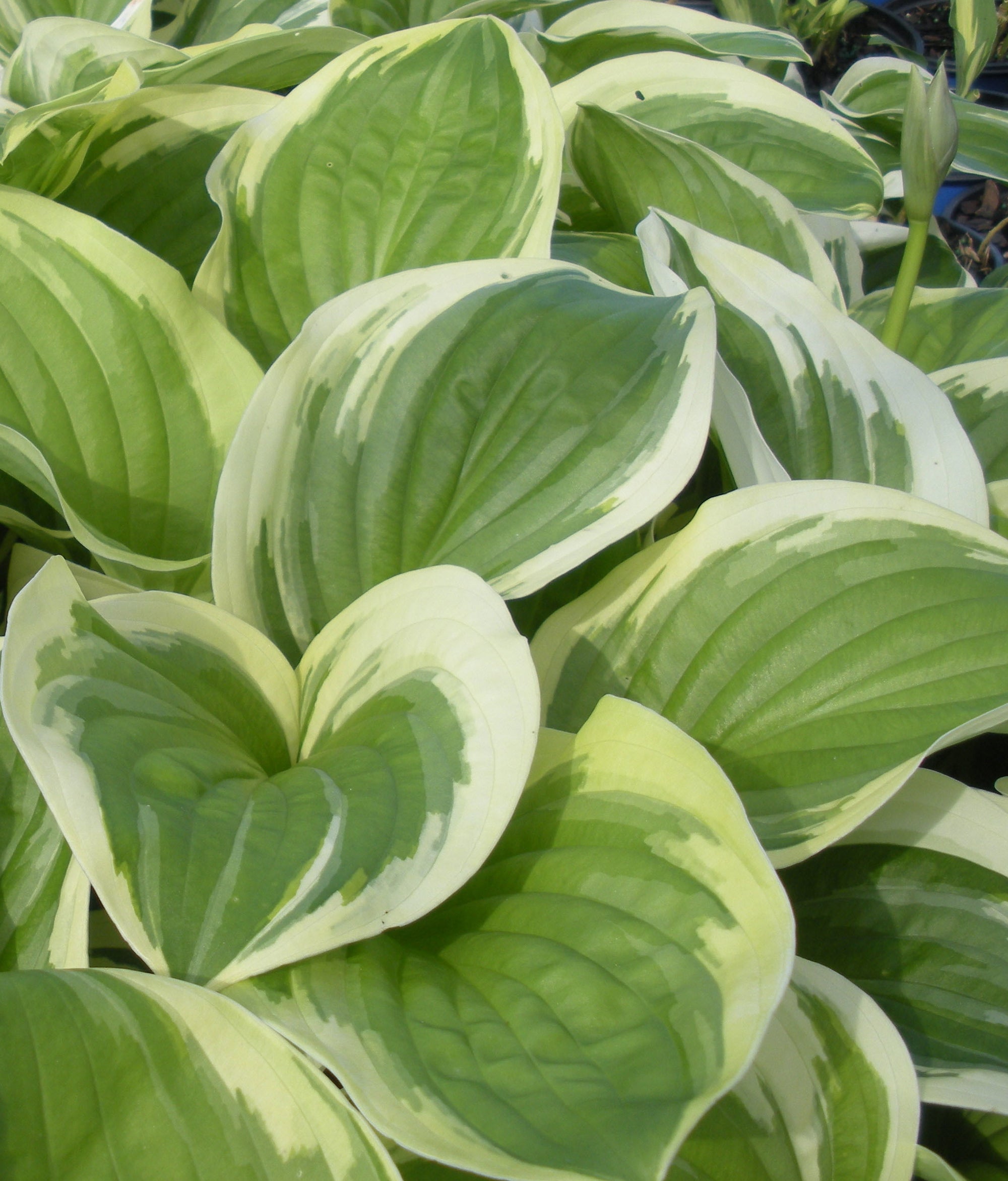 Hosta Diana Remembered Plantain Lily