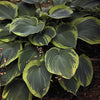 Hosta Earth Angel Plantain Lily