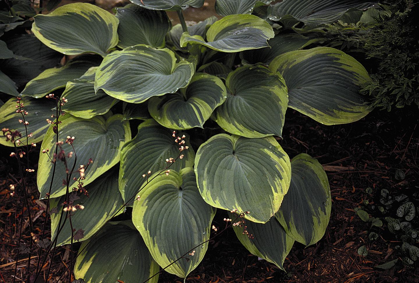 Hosta Earth Angel Plantain Lily