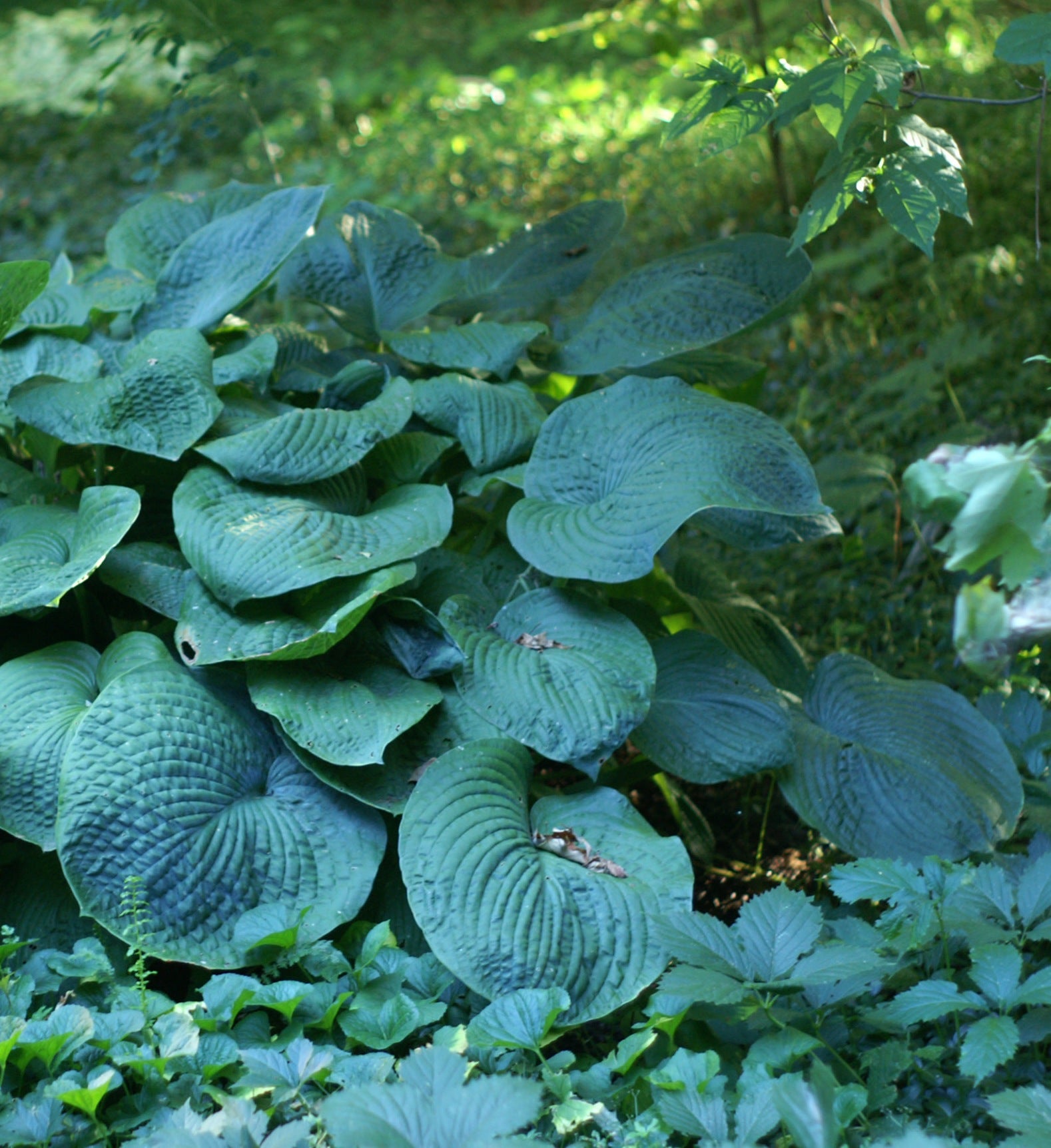 Hosta sieboldiana Elegans Plantain Lily