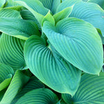 Hosta Empress Wu PP20774, CPBR4240 Plantain Lily