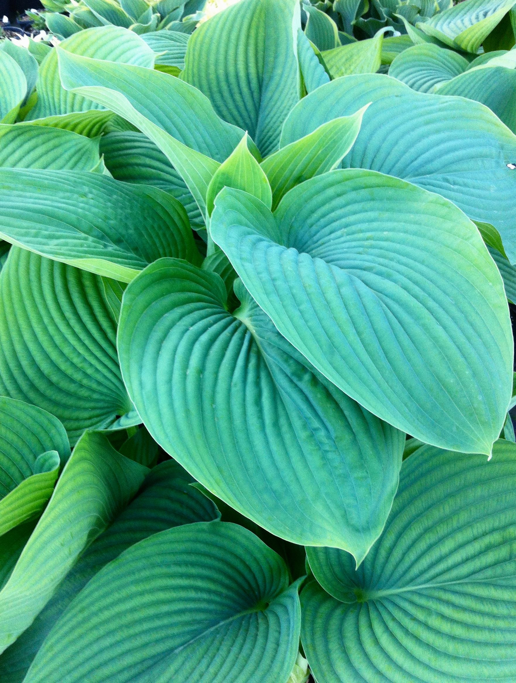 Hosta Empress Wu PP20774, CPBR4240 Plantain Lily