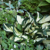 Hosta Fire and Ice Plantain Lily