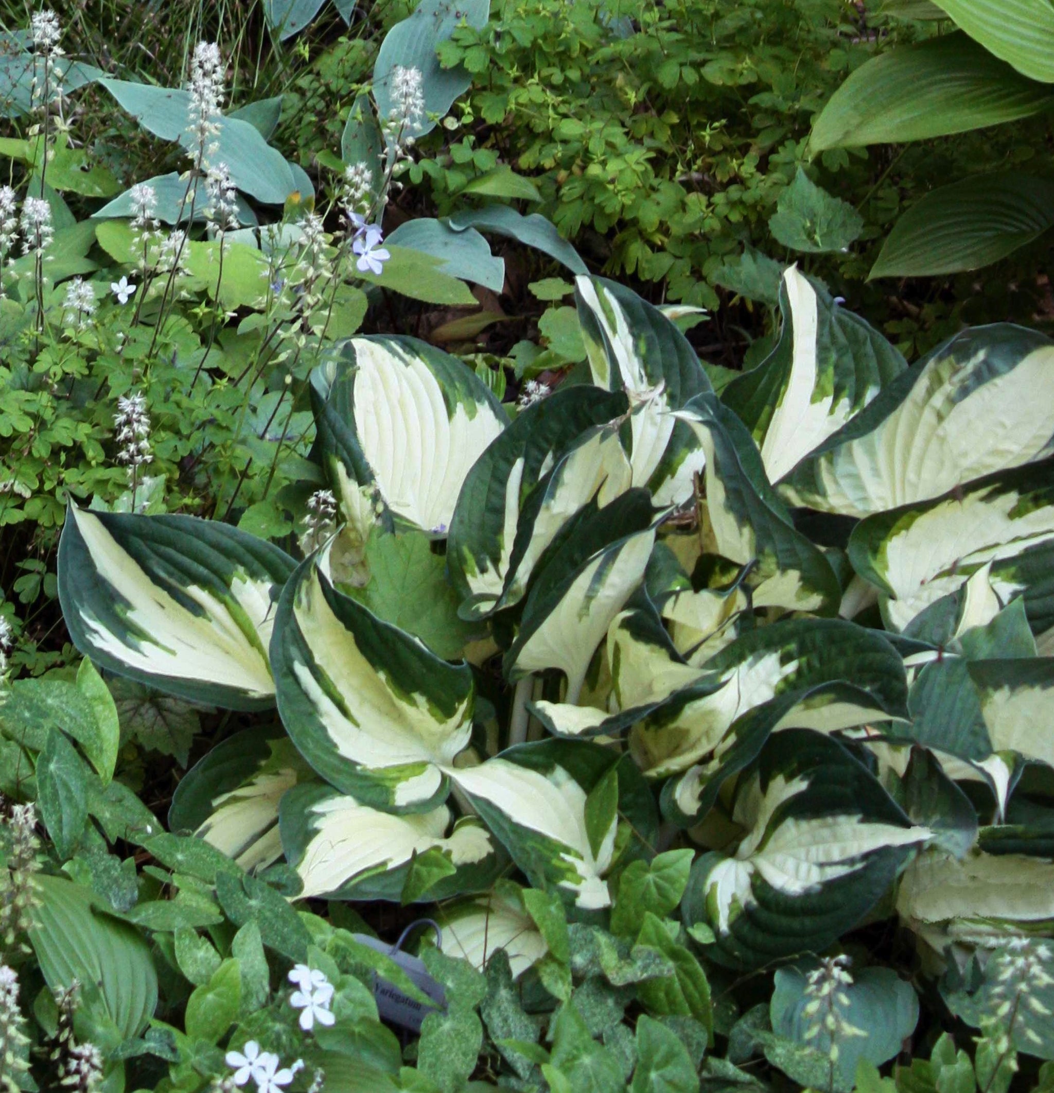 Hosta Fire and Ice Plantain Lily