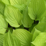 Hosta Fire Island Plantain Lily