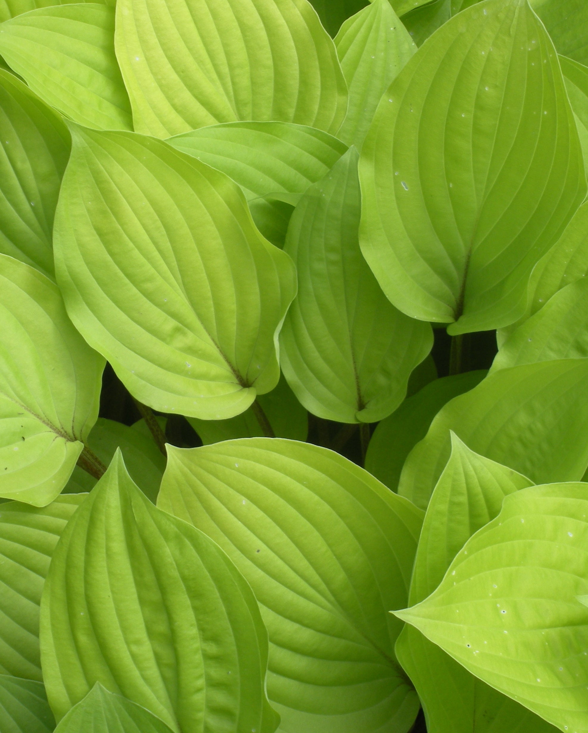 Hosta Fire Island Plantain Lily