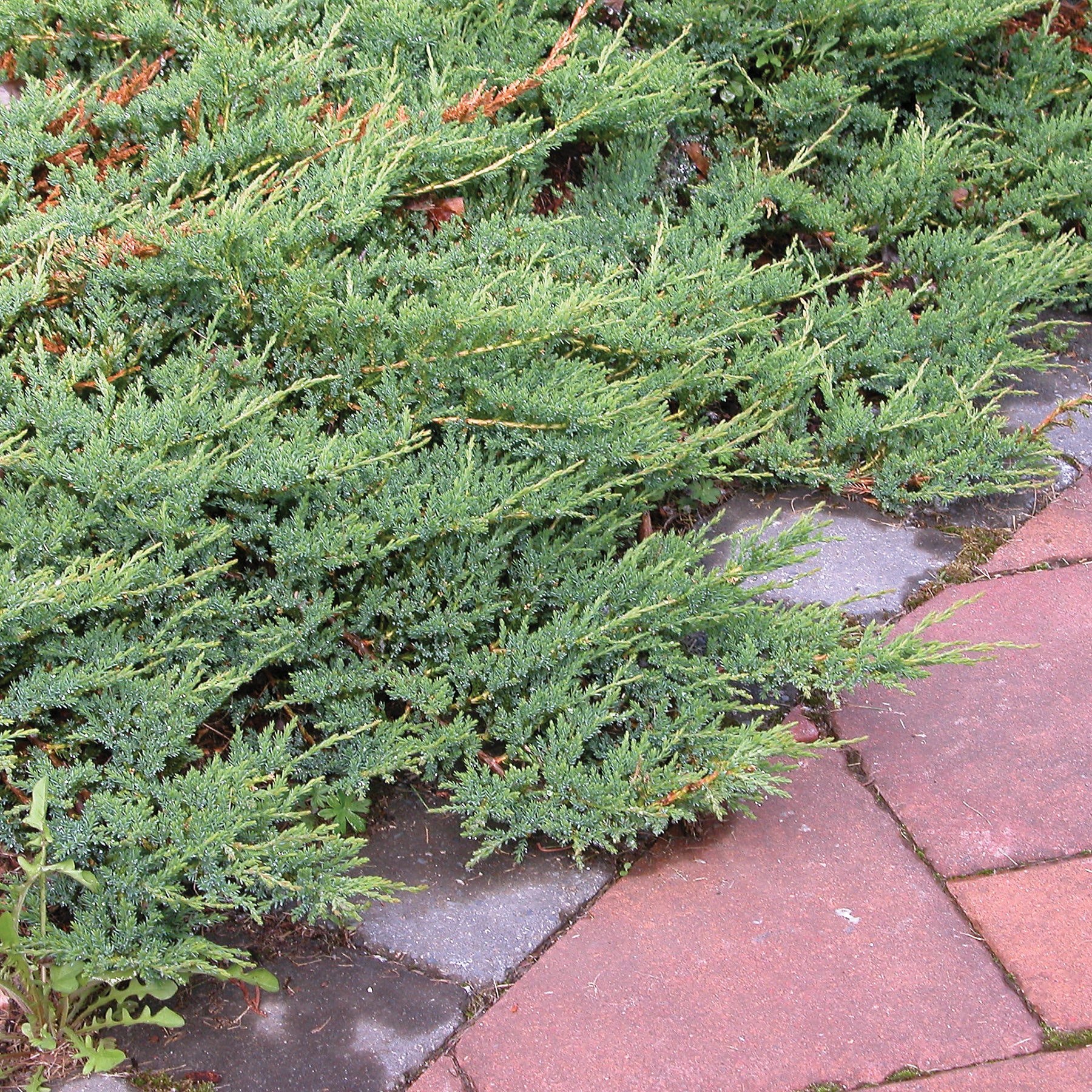 Juniperus horizontalis Wiltonii Blue Rug Juniper