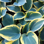 Hosta First Frost Plantain Lily