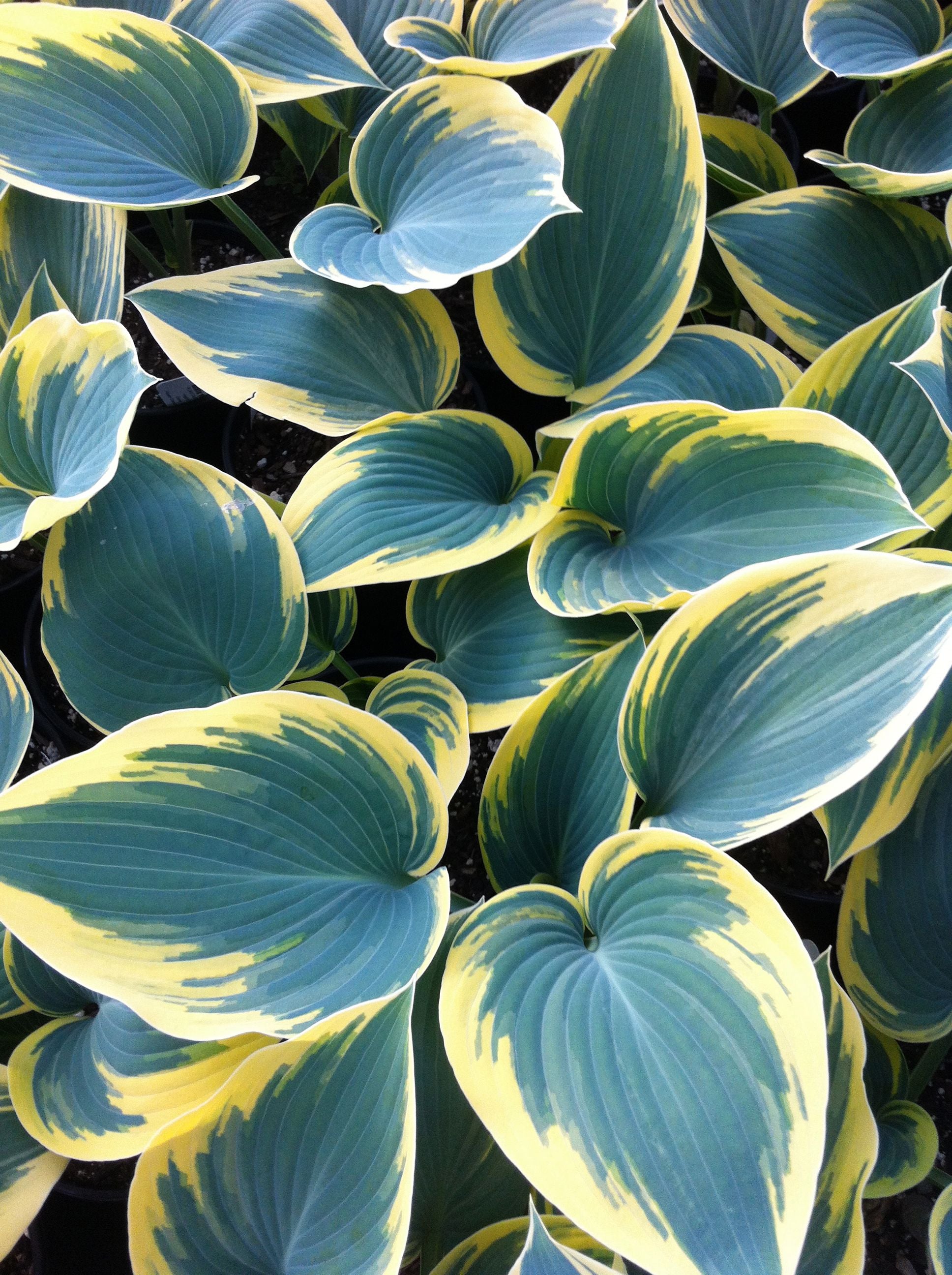 Hosta First Frost Plantain Lily