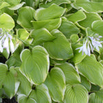 Hosta Fragrant Bouquet Plantain Lily