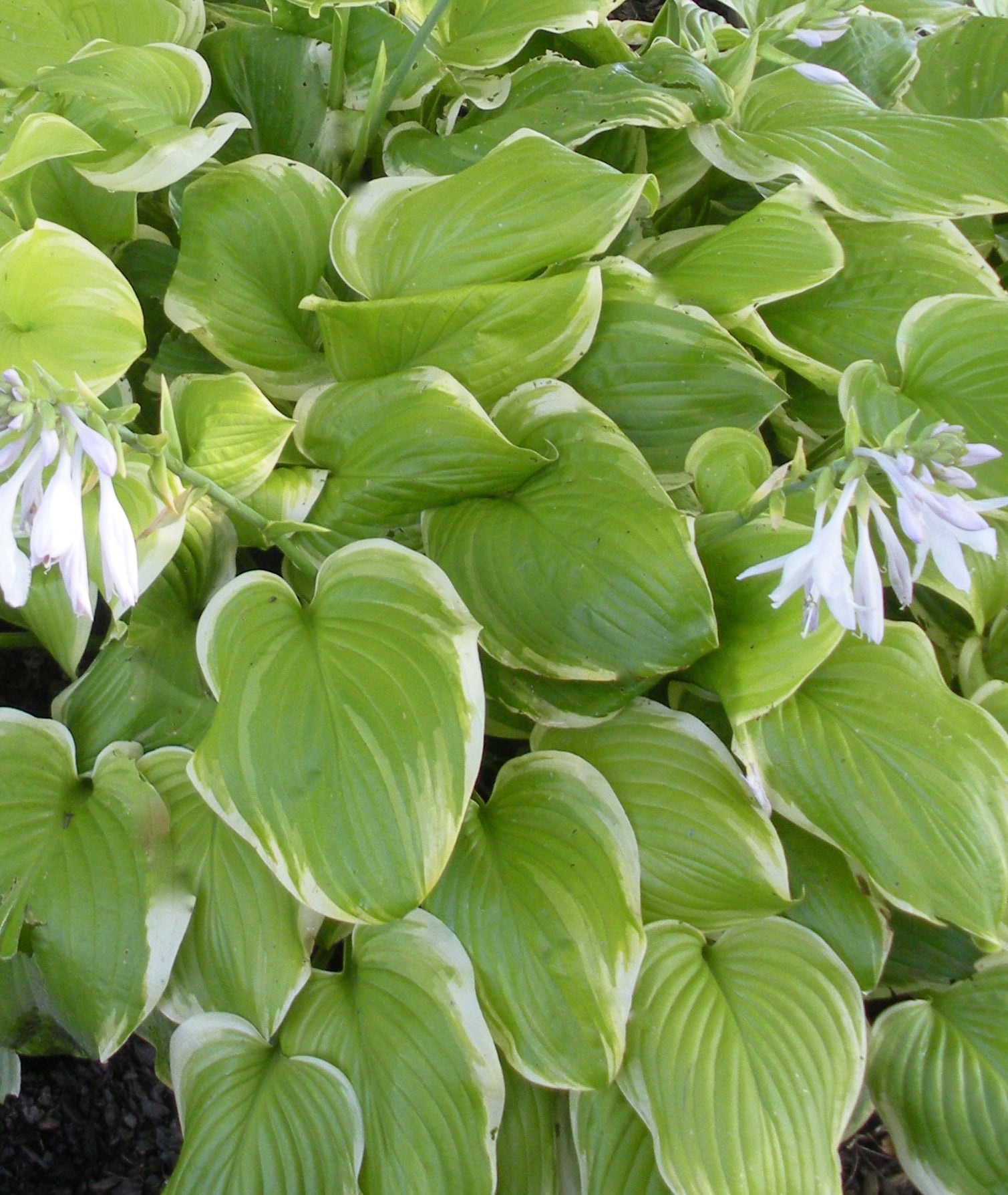 Hosta Fragrant Bouquet Plantain Lily