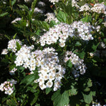 Physocarpus opulifolius Nanus Dwarf Ninebark