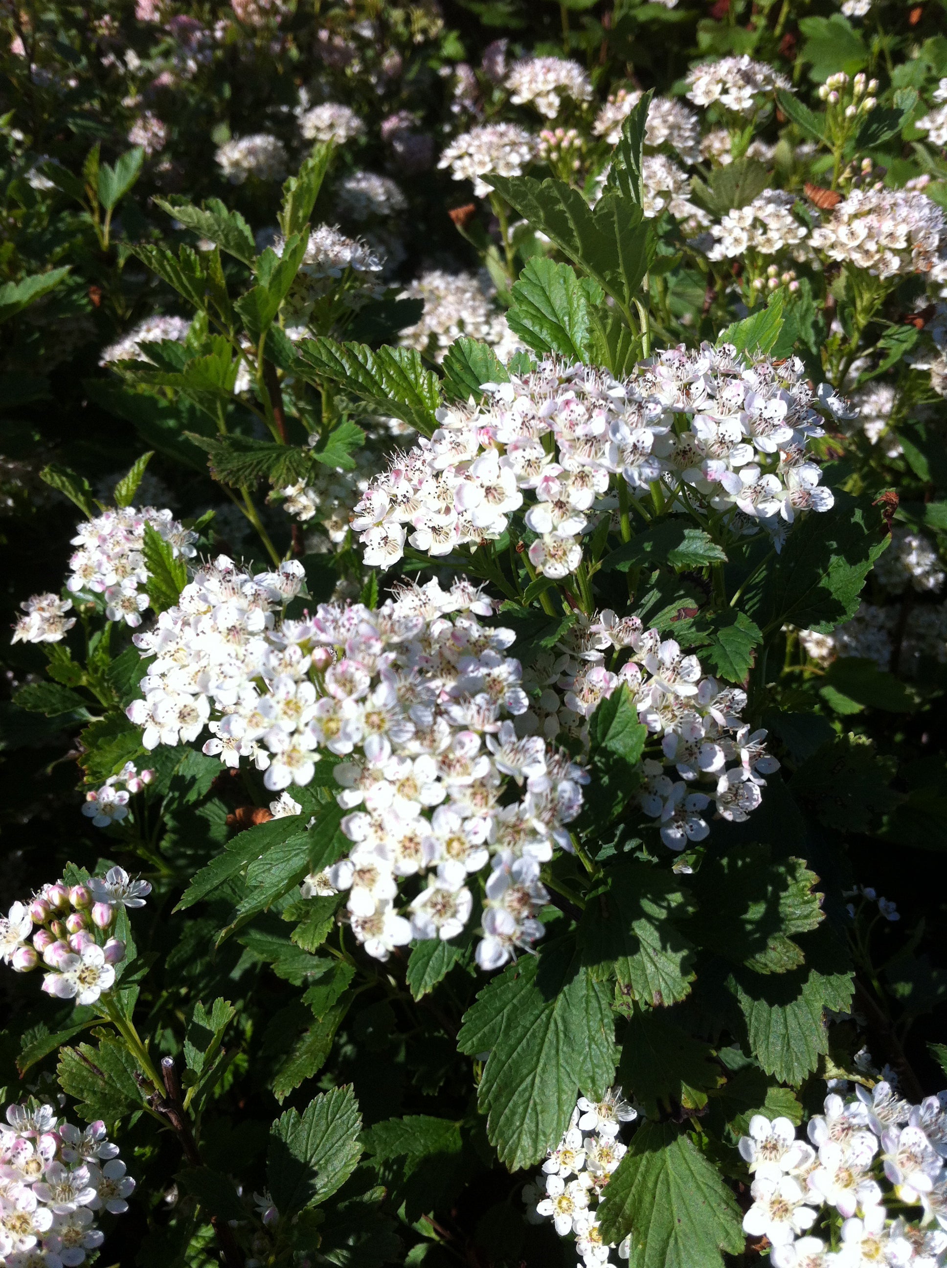 Physocarpus opulifolius Nanus Dwarf Ninebark