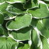 Hosta Francee Plantain Lily