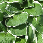 Hosta Francee Plantain Lily