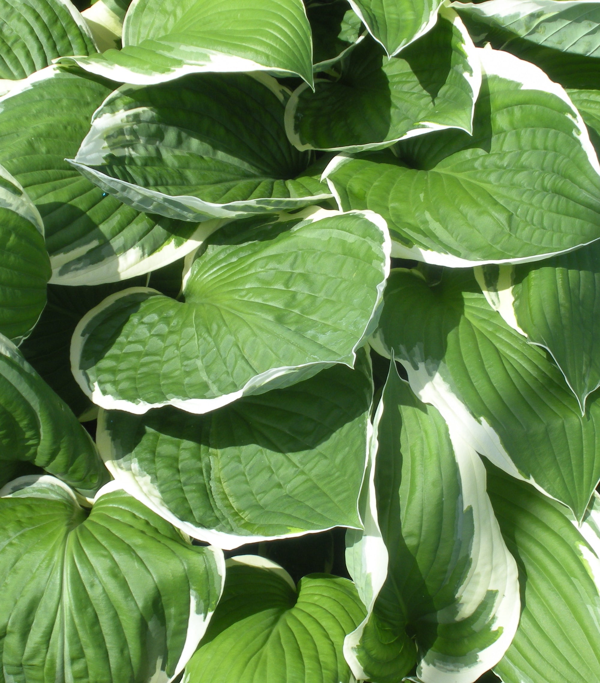 Hosta Francee Plantain Lily