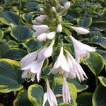 Hosta Frances Williams Plantain Lily