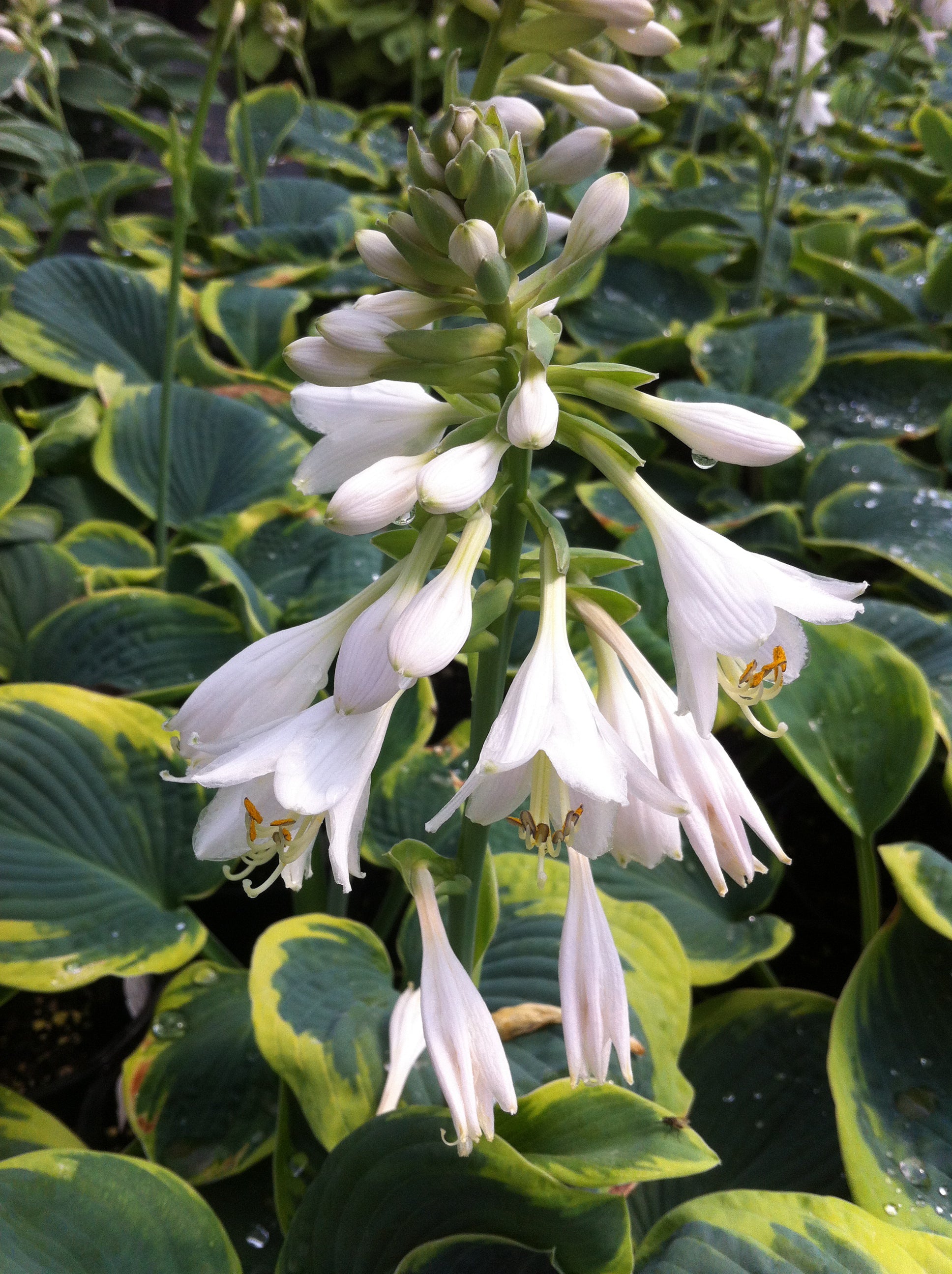 Hosta Frances Williams Plantain Lily