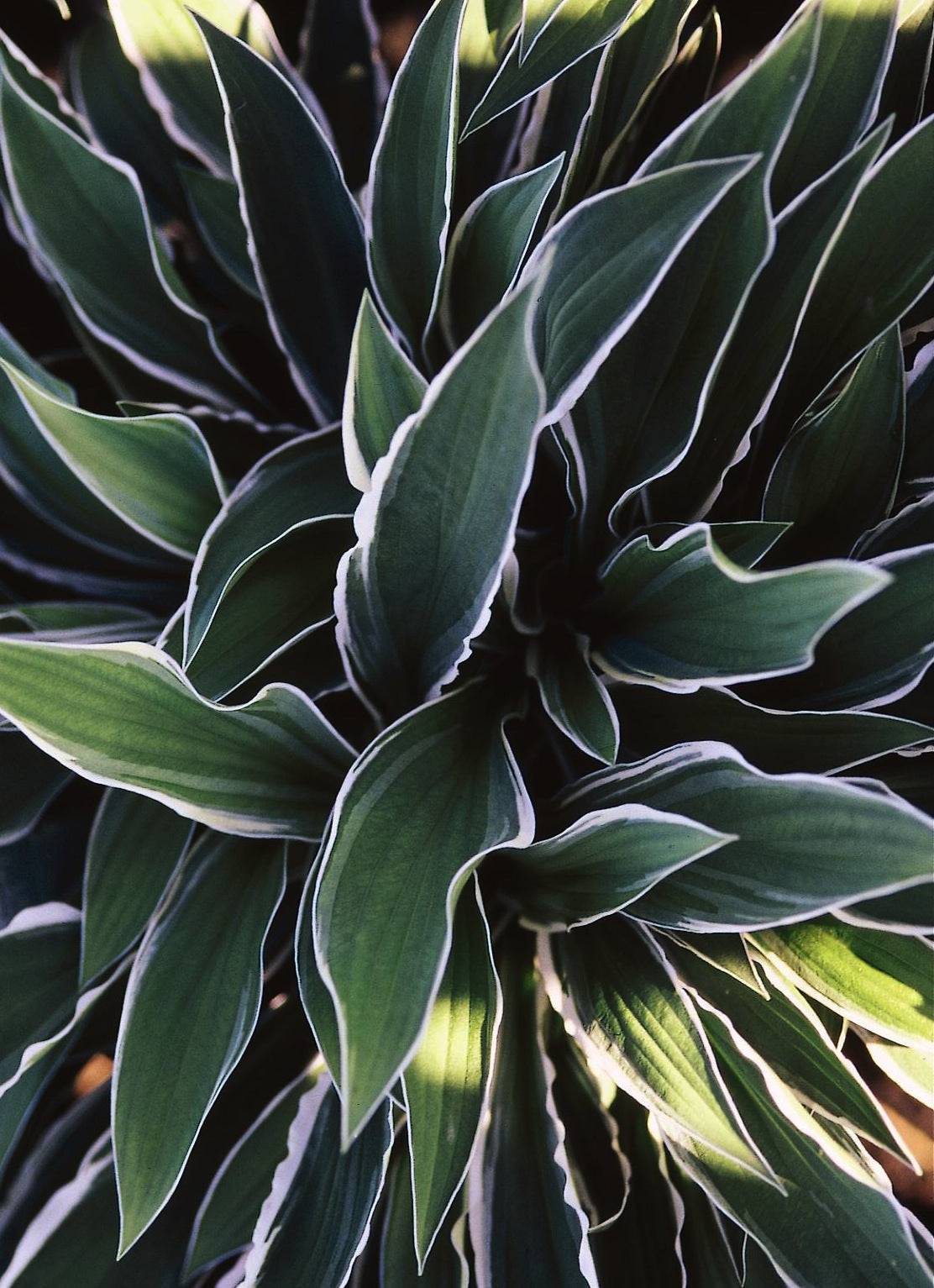 Hosta Ginko Craig Plantain Lily