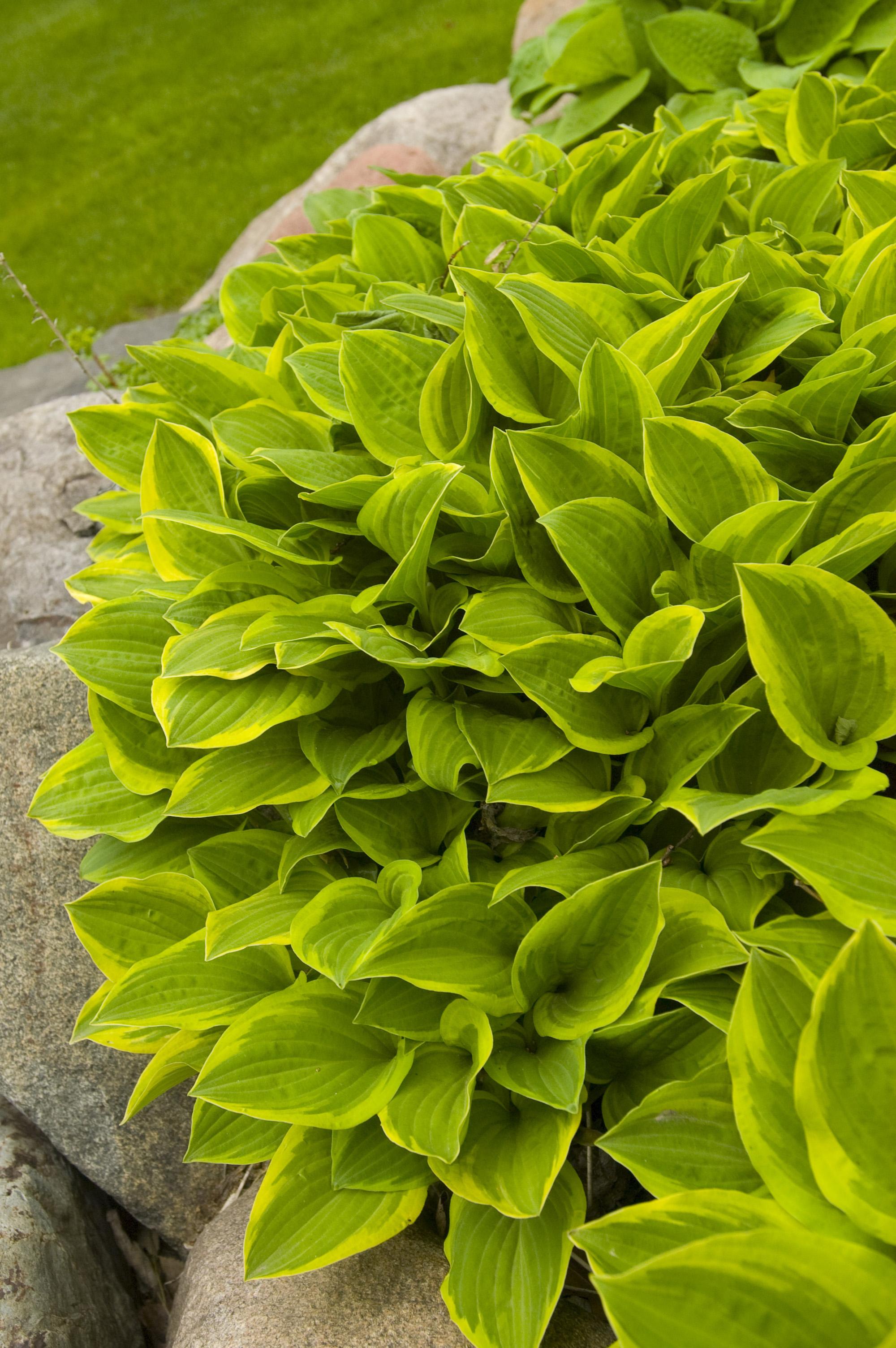 Hosta Golden Tiara Plantain Lily