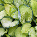 Hosta Gold Standard Plantain Lily