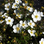 Potentilla fruticosa Abbotswood Abbotswood Cinquefoil