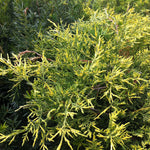 Juniperus x pfitzeriana Old Gold Old Gold Juniper