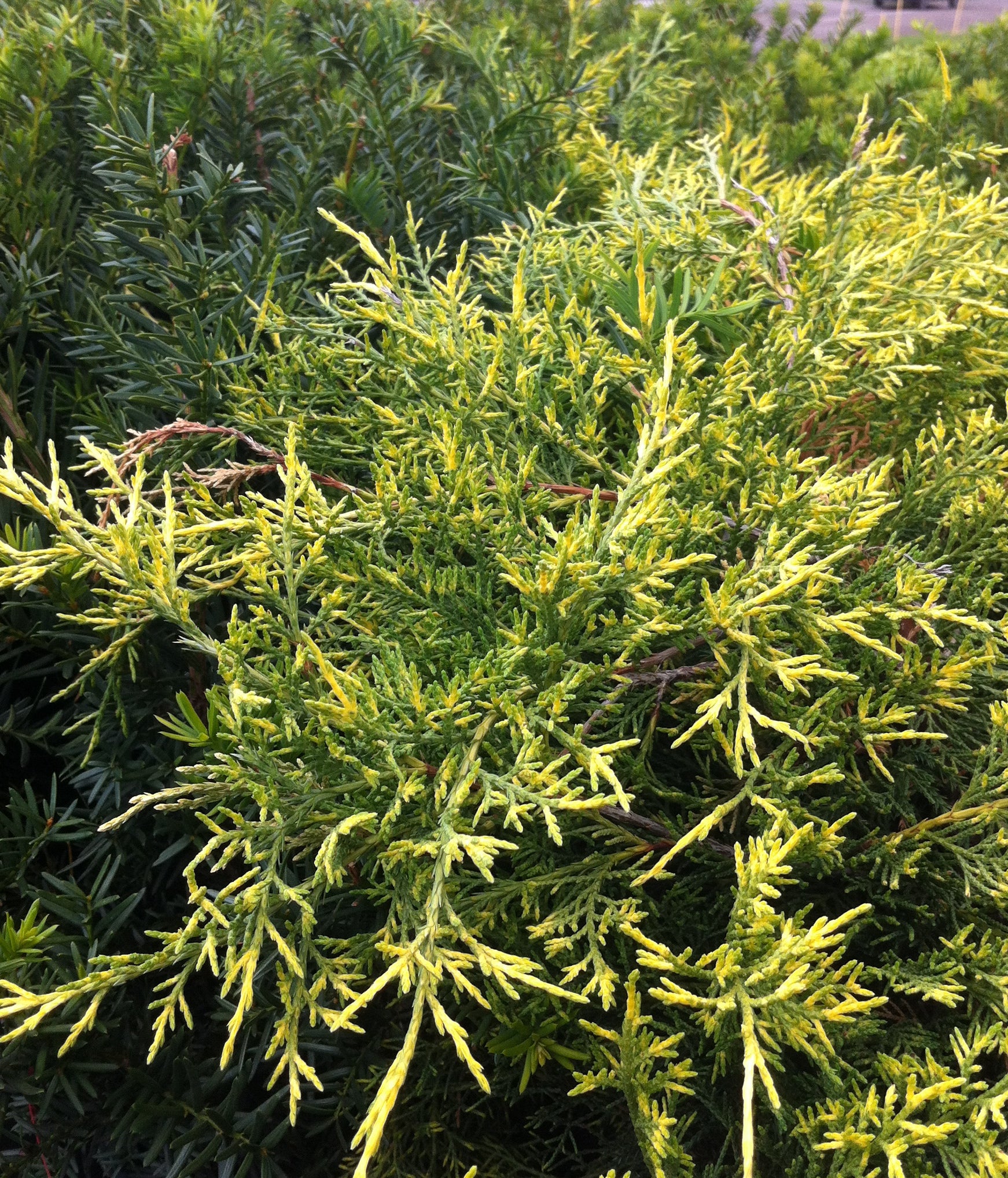 Juniperus x pfitzeriana Old Gold Old Gold Juniper