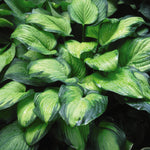 Hosta Guacamole Plantain Lily